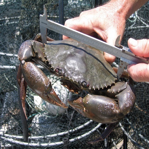 LIVE MUD CRAB Top Quality Mud Crab Live Competitive Price at wholesale price