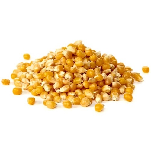 Wheat Bran for Animal Feeding / Corn / Grain