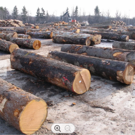 DOUGLAS FIR LOGS