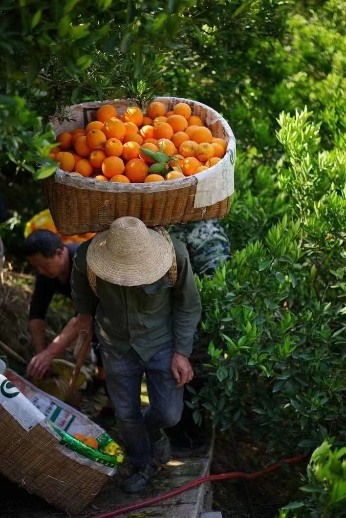 Chinese Valencia  newhall washington  navel orange price/Quality Sale Navel Orange Sweet & Juicy Honey Oranges fresh valencia or