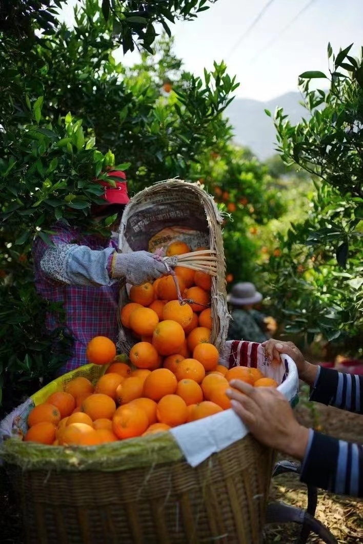 Chinese Valencia  newhall washington  navel orange price/Quality Sale Navel Orange Sweet & Juicy Honey Oranges fresh valencia or