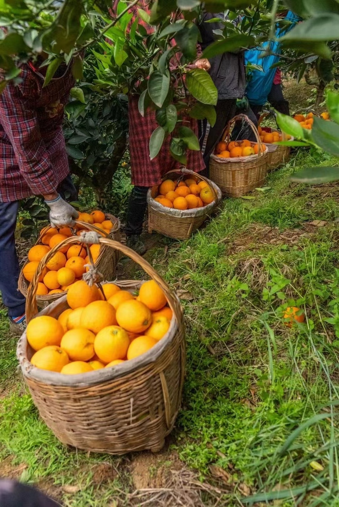 Chinese Valencia  newhall washington  navel orange price/Quality Sale Navel Orange Sweet & Juicy Honey Oranges fresh valencia or