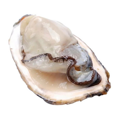 Frozen Shellfish In Season Frozen Mussels Meat Half Shell Detail Frozen Mussels Meat Mitch Half Shell