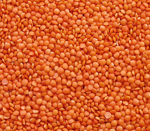 Bulk Organic Lentils Dries Red  and Green Lentils Whole sale Price