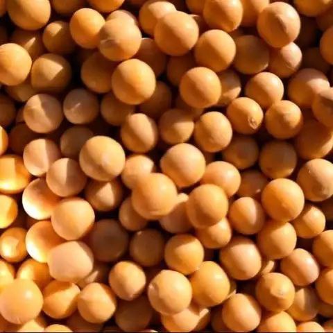 Hot sale Soya Beans Soy Bean 2023 Crop UK High Protein Yellow Soybean Soya Beans GMO/NON GMO