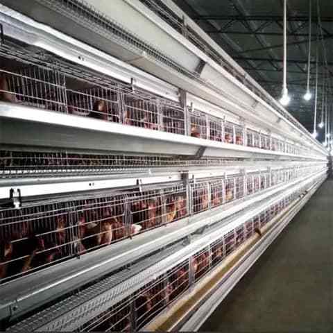 Chicken Eggs Cobb 500 Broiler Chicken Egg Fresh 700 Fertile eggs / for sale