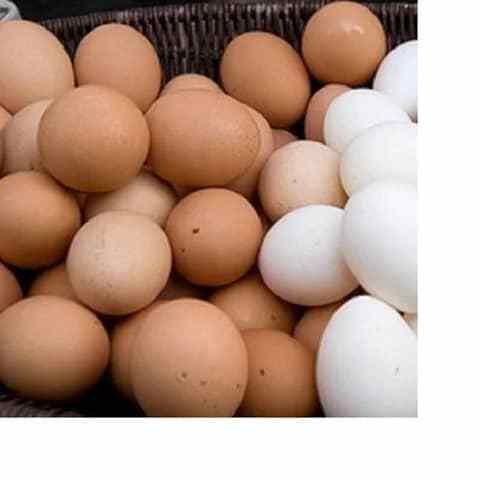 Chicken Eggs Cobb 500 Broiler Chicken Egg Fresh 700 Fertile eggs / for sale