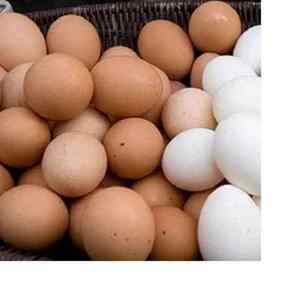 Chicken Eggs Cobb 500 Broiler Chicken Egg Fresh 700 Fertile eggs / for sale