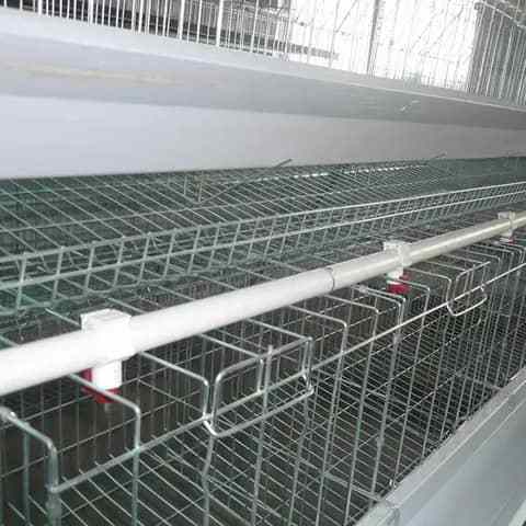 Chicken Eggs Cobb 500 Broiler Chicken Egg Fresh 700 Fertile eggs / for sale