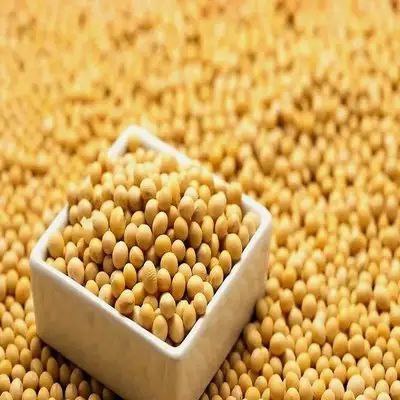 2024 Soybeans - Soybeans High Quality Non GMO Yellow Dry Soybean Seed NON-GMO Soya Beans /Soya Bean