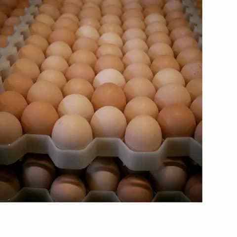 Chicken Eggs Cobb 500 Broiler Chicken Egg Fresh 700 Fertile eggs / for sale