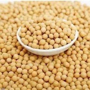 2024 Soybeans - Soybeans High Quality Non GMO Yellow Dry Soybean Seed NON-GMO Soya Beans /Soya Bean