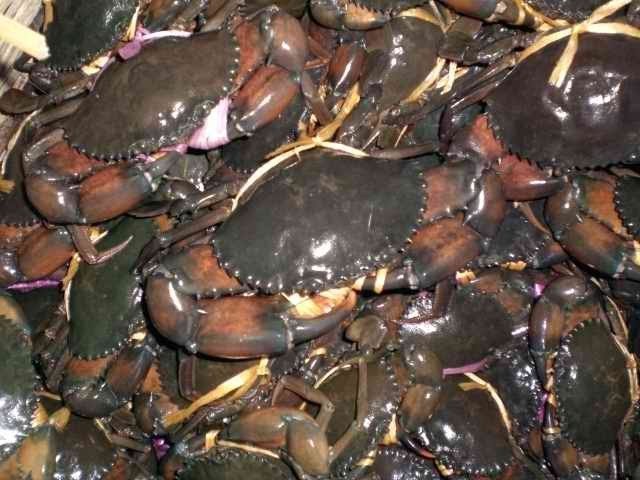 Premium quality wholesale bulk seafood fresh frozen mud crab fresh frozen king crab frozen seafood in reasonable price