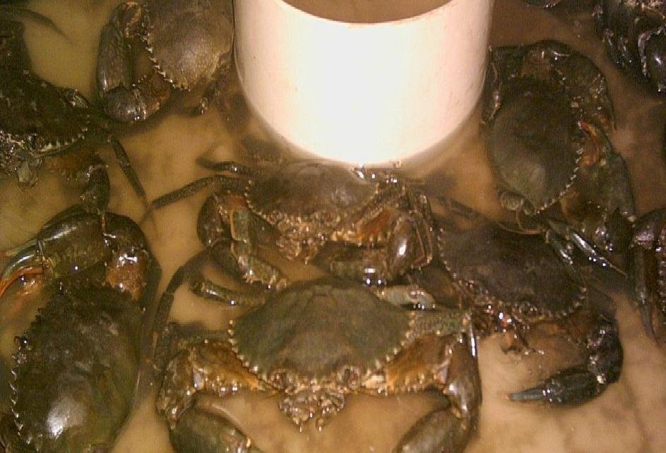 Premium quality wholesale bulk seafood fresh frozen mud crab fresh frozen king crab frozen seafood in reasonable price