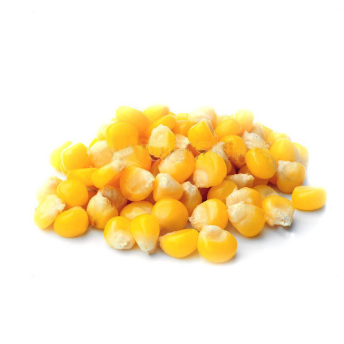 Dry Yellow Maize/Dried Yellow Corn/Dried Sweet Corn Best Price Competitive Price