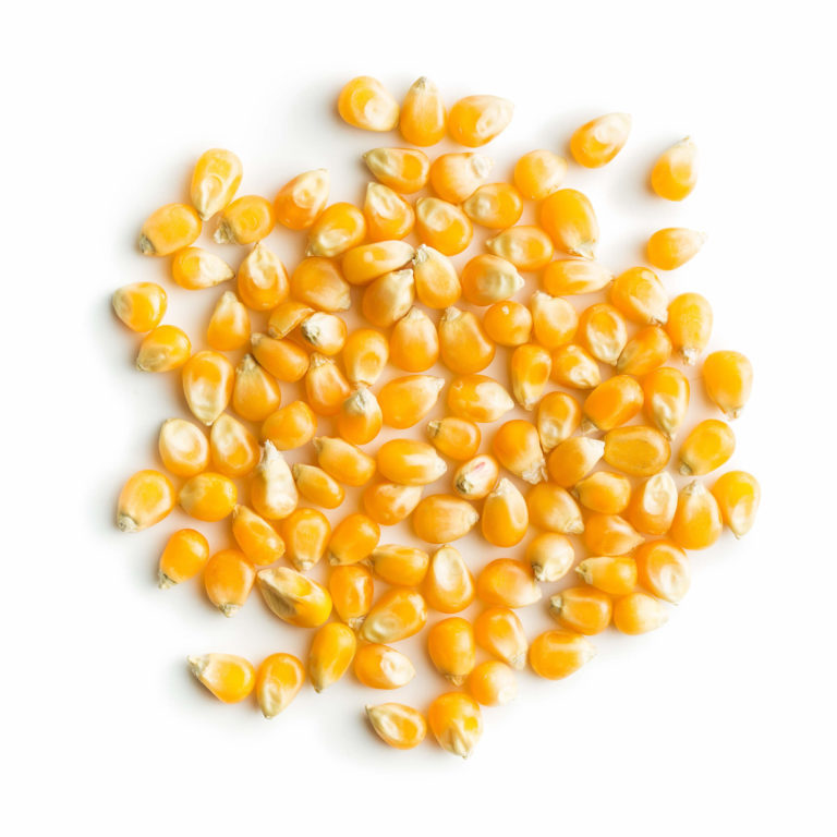 Dry Yellow Maize/Dried Yellow Corn/Dried Sweet Corn Best Price Competitive Price