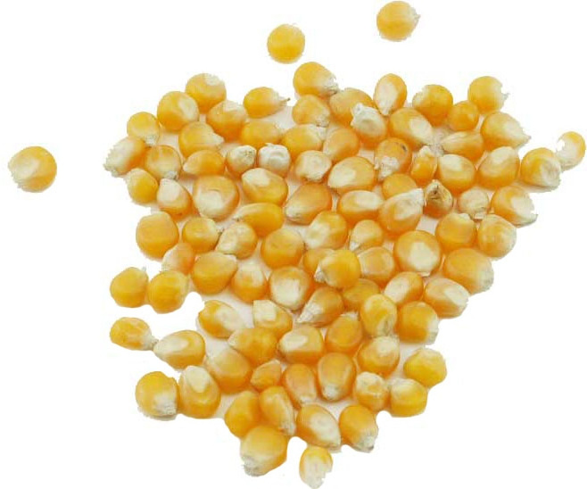 Dry Yellow Maize/Dried Yellow Corn/Dried Sweet Corn Best Price Competitive Price