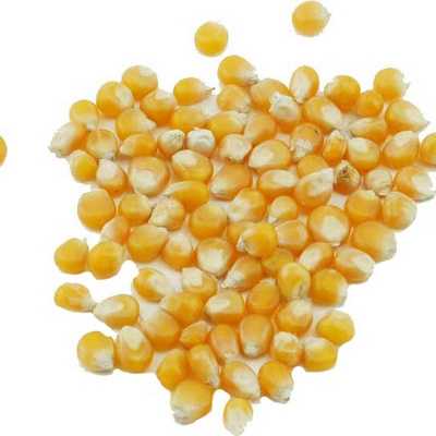 Dry Yellow Maize/Dried Yellow Corn/Dried Sweet Corn Best Price Competitive Price