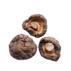 Factory Direct Sale Healthy Fresh Dried Shiitake Mushroom Native Product Nutrition Oyster Mushroom