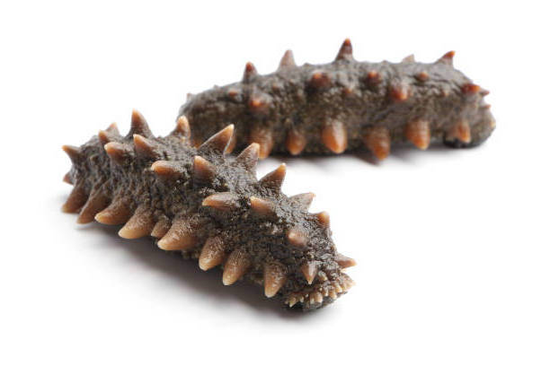 Hot Selling Dried Sea Cucumber Wholesale price Dried Sea Cucumber Buyers Europe Dried Sea Cucumber Price in Australia