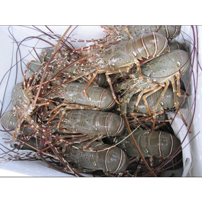 Fresh Frozen Vannamei Shrimps Suppliers/Live Tiger Shrimps For Sale