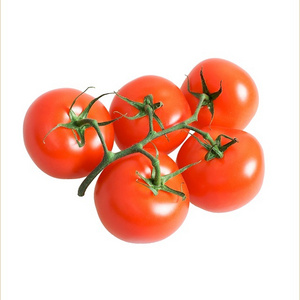 Fresh Tomatoes at Cheap price Fresh Organic Tomatoes From WHOLESALE FRESH ORGANIC TOMATO HIGH QUALITY EXPORTING STANDARD WITH