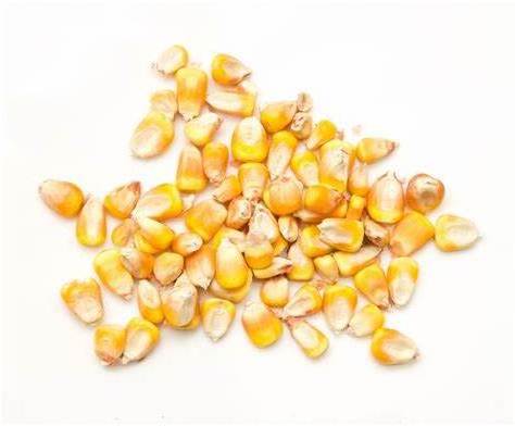 Dry Yellow Maize/Dried Yellow Corn/Dried Sweet Corn Best Price Competitive Price