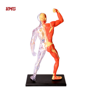 Mini Human Whole Body Muscle Anatomy Education Model