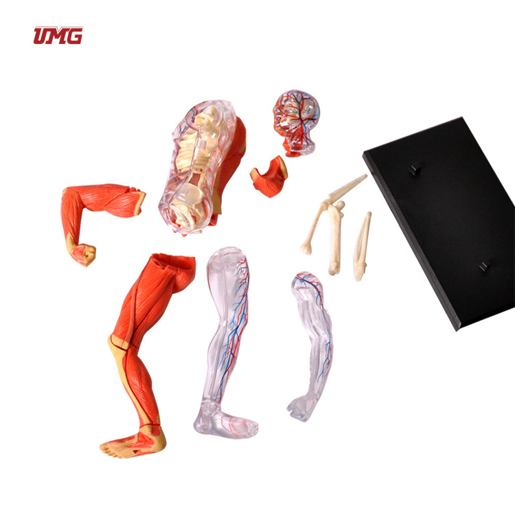 Mini Human Whole Body Muscle Anatomy Education Model