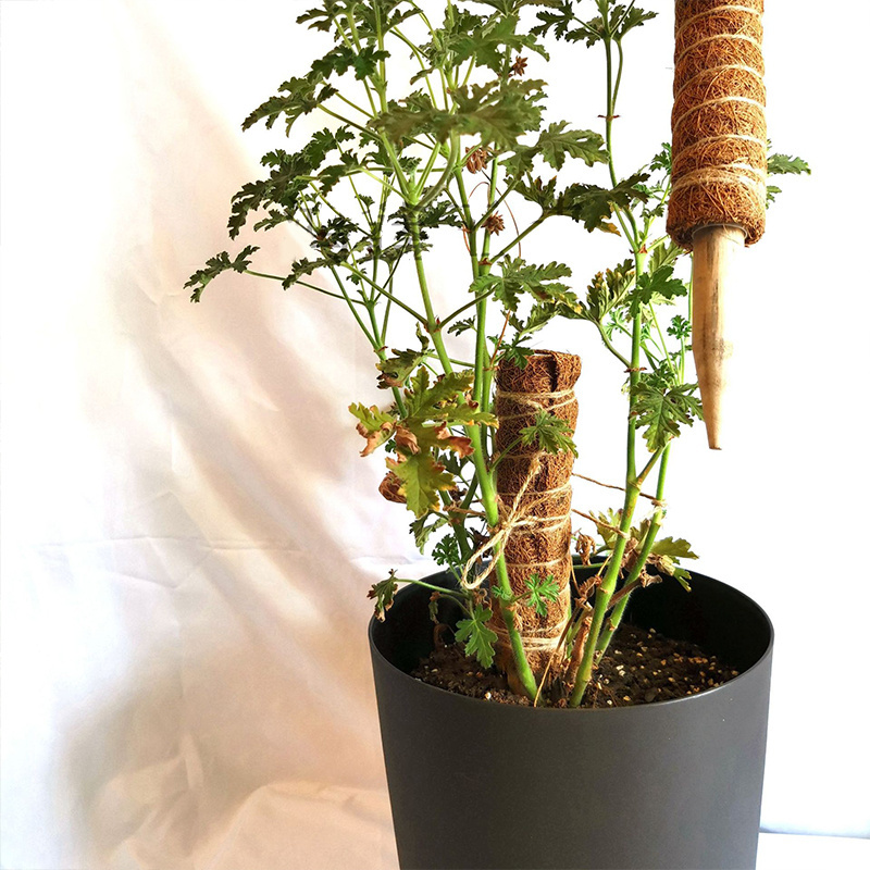 Biodegradable 12Inch Potted Plant Support Sticks Set Stand Indoor Coco Coir Moss Totem Pole Monstera