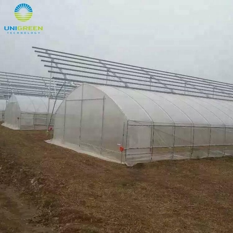 Multi Span Greenhouse Plastic Film for Hydroponics System Agricultural Galvanized Frame Polycarbonate Greenhouse