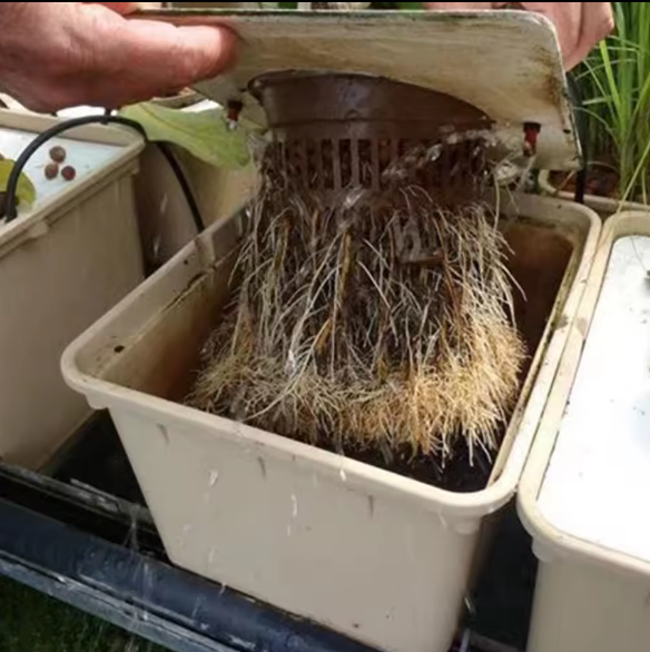 Gallon Planting System Greenhouse Aeroponic Growing System Vegetables Hydroponic Growing System Dutch Buckets