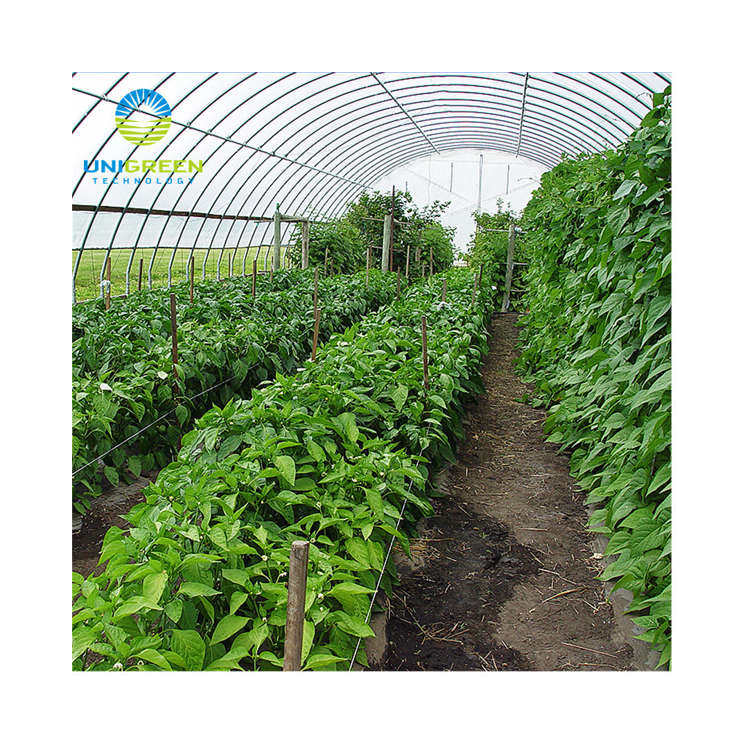 10 Years Lifespan Multi-span Agricultural Used Greenhouse Aluminum Base With 200 Micron Plastic Film Greenhouse