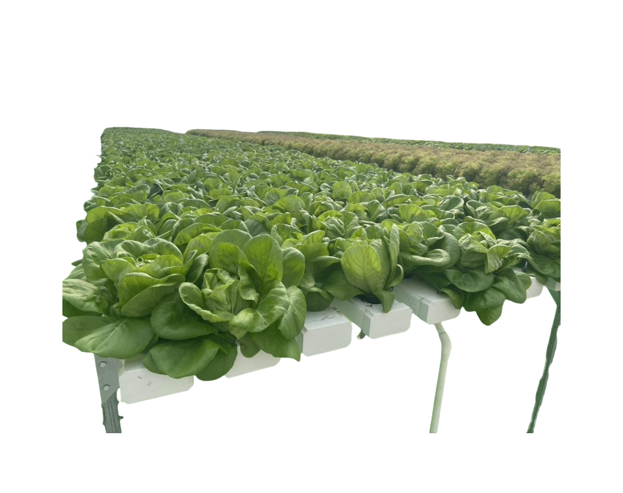 Hydroponics Customized Length Gully Food Grade PVC Pipe NFT Channel Soilless Hydroponic Growing System NFT Pipes