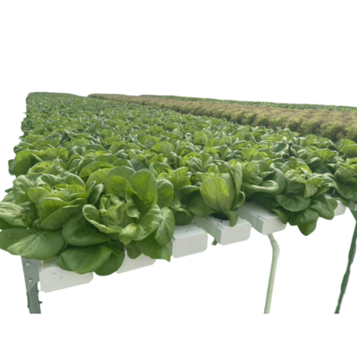 Hydroponics Customized Length Gully Food Grade PVC Pipe NFT Channel Soilless Hydroponic Growing System NFT Pipes