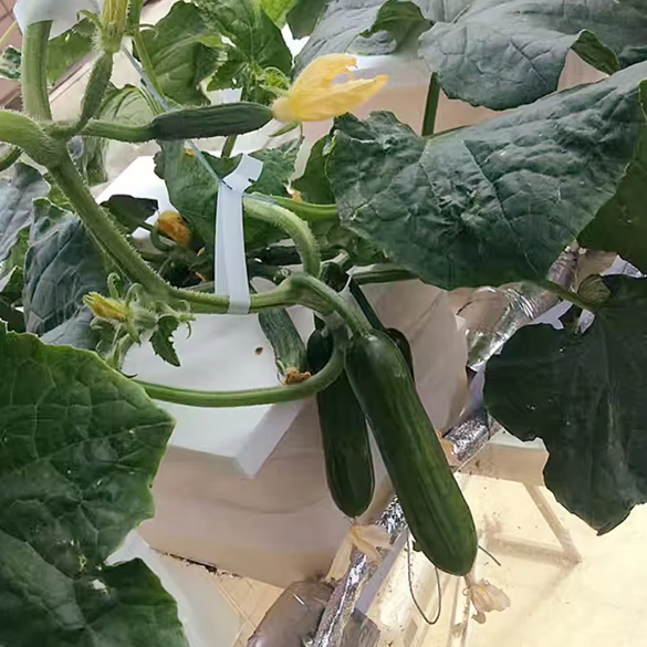 Gallon Planting System Greenhouse Aeroponic Growing System Vegetables Hydroponic Growing System Dutch Buckets