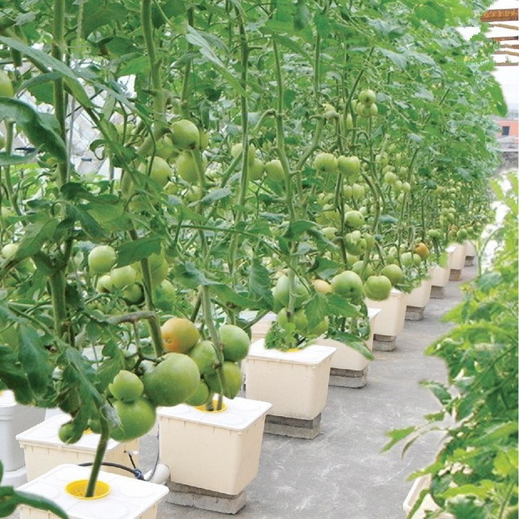 Commercial Greenhouse Bato Dutch Bucket Hydroponic System