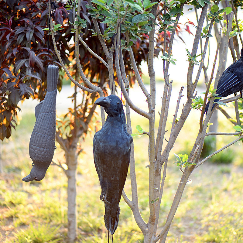 Ravens with Feather  Scary Standing Flying Birds Realistic Feathered Black Crows