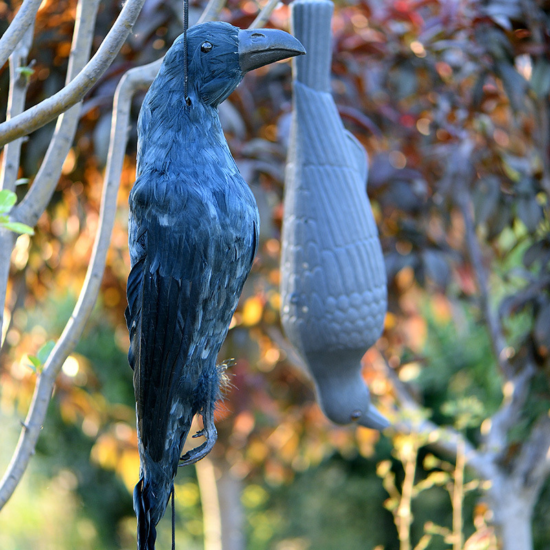 Ravens with Feather  Scary Standing Flying Birds Realistic Feathered Black Crows