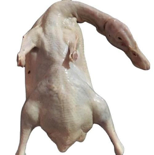 HALAL Frozen whole duck  meat  with head duck export supplier