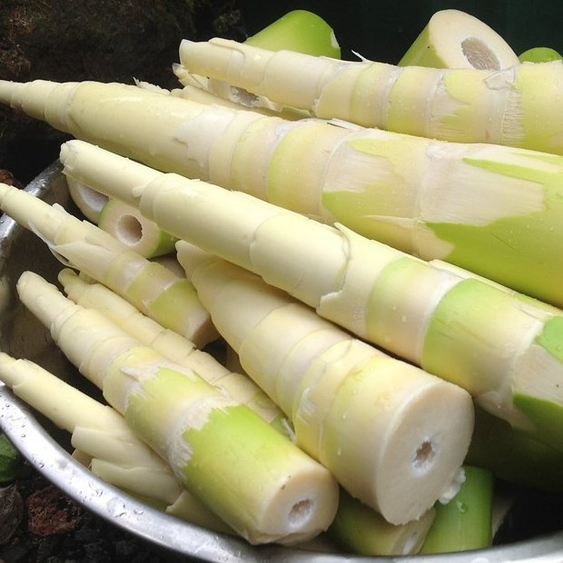 Fresh Nua bamboo shoots 500g High Quality Salted Bamboo Shoot / Canned Pickled Bamboo Slice/Diced Bamboo Shoot