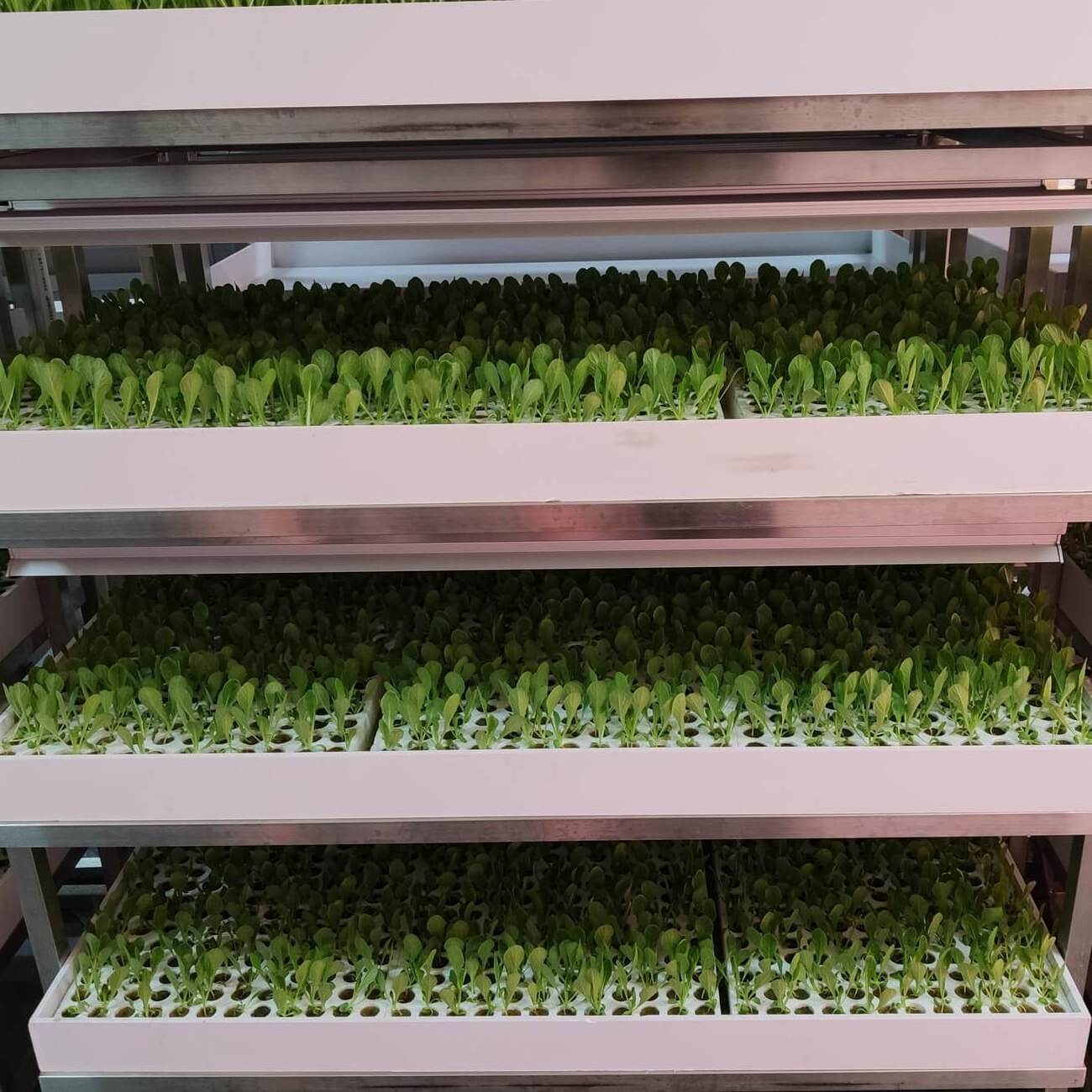 UPuper nutrient substrate hydroponics system vertical clone plugs stone wool plant seedlings trays wholesale