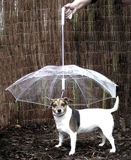 Dog umbrella transparent pet umbrella