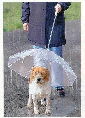 Dog umbrella transparent pet umbrella