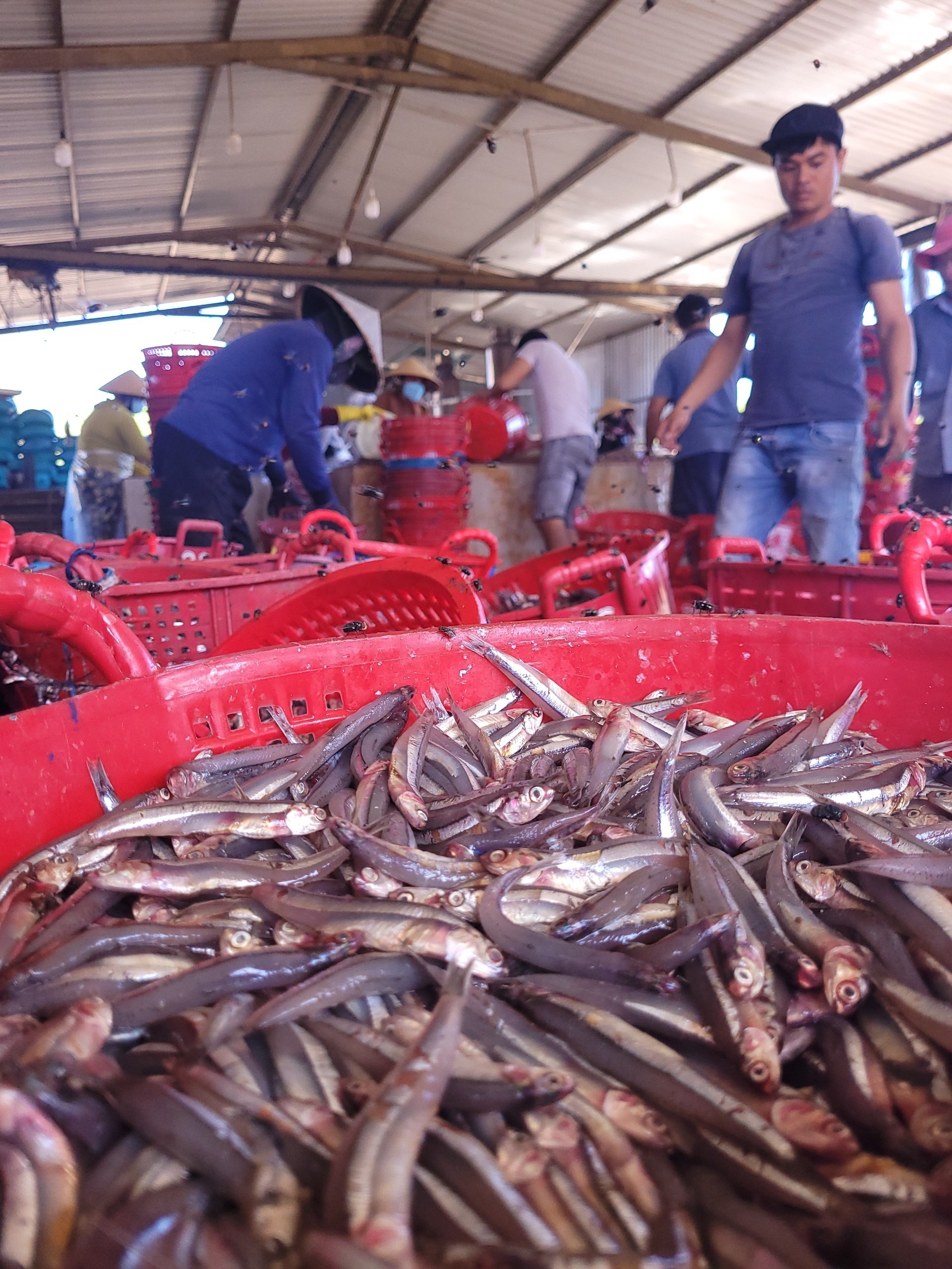 High Quality Raw Dried Anchovy Without Steam Seafood Whole Small Fish Anchovy With Head R4 (5-7cm) Long SeafoodFrom Vietnam