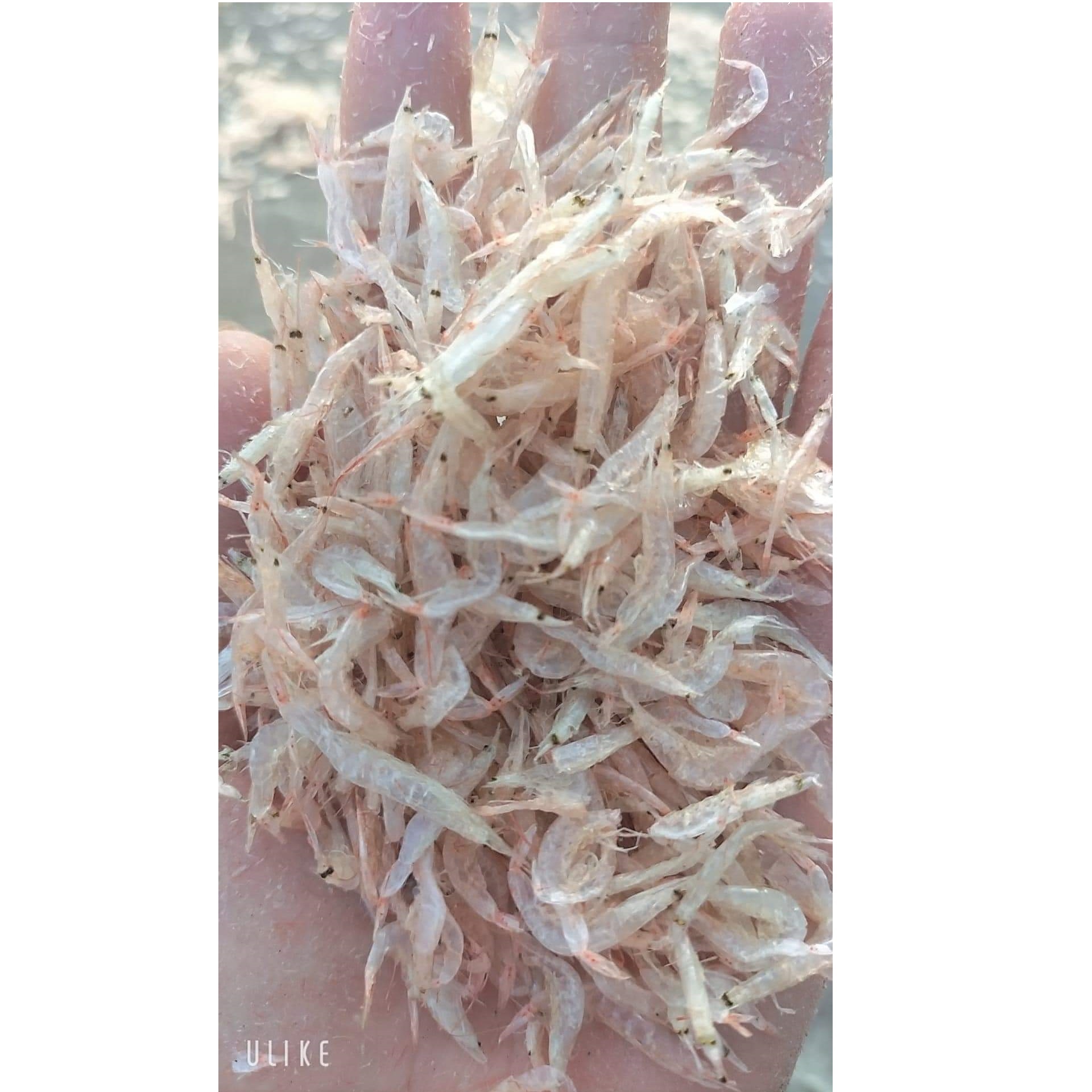 Whole Bulk Dehydrated Tiny Steamed Shrimp Prawn Food Topping Dried Baby Small Size Shrimp For Snack Dried Seafood