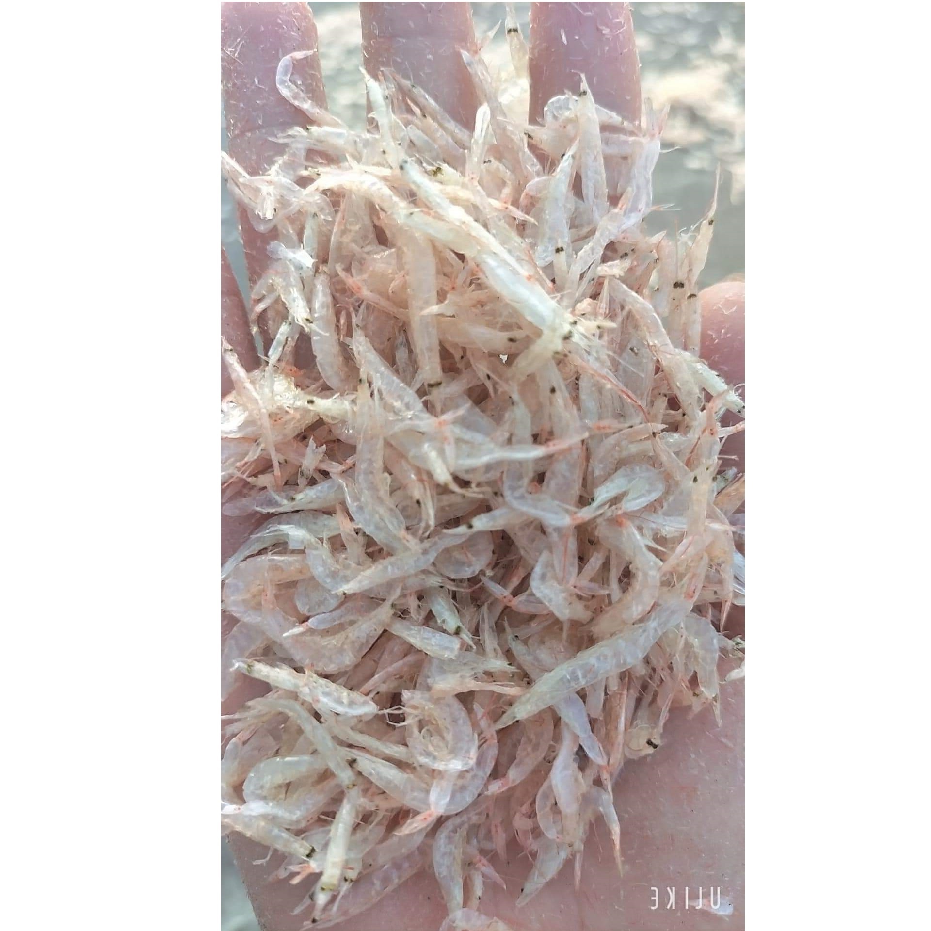 Snack Wholesale Steamed Food Topping Small Size High Quality Seafood 10kg Dehydrated Tiny Shrimp Prawn From Vietnam