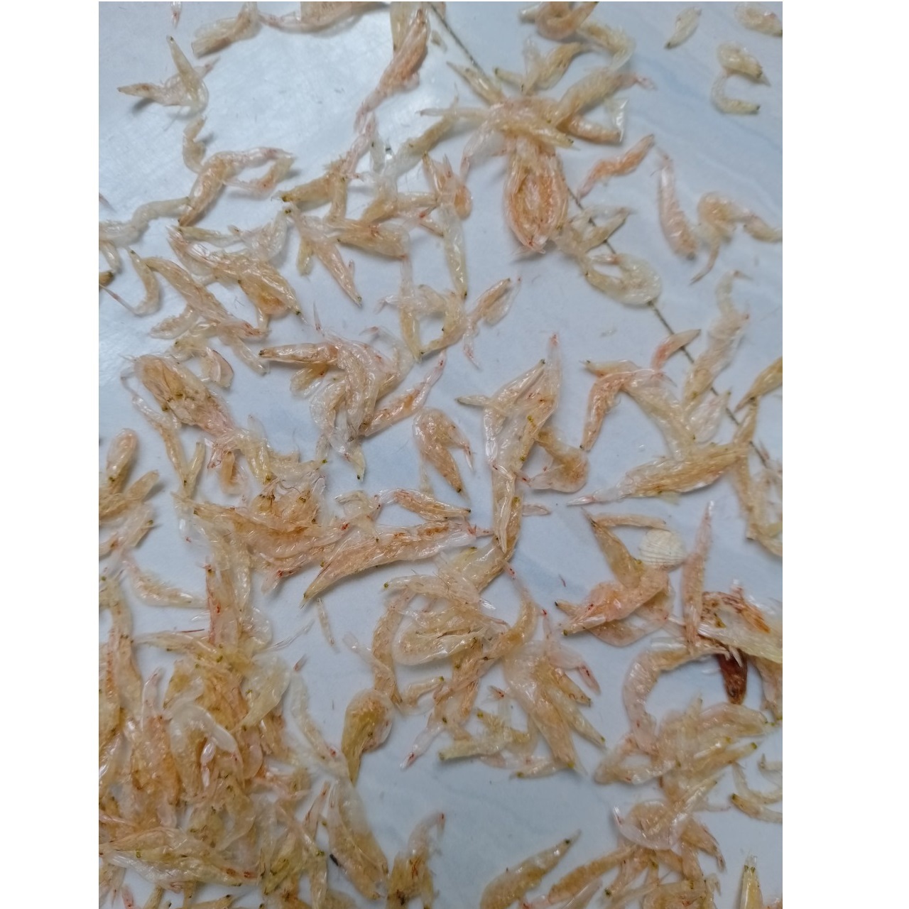 Snack Wholesale Steamed Food Topping Small Size High Quality Seafood 10kg Dehydrated Tiny Shrimp Prawn From Vietnam