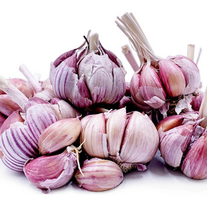 Spanish Roja Garlic / Fresh Garlic / Top Quality Garlic /