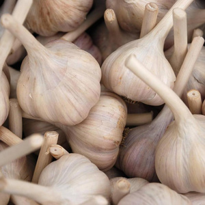 Chesnok Red Garlic /2023 HARVEST / Fresh Garlic / Pure White Garlic /